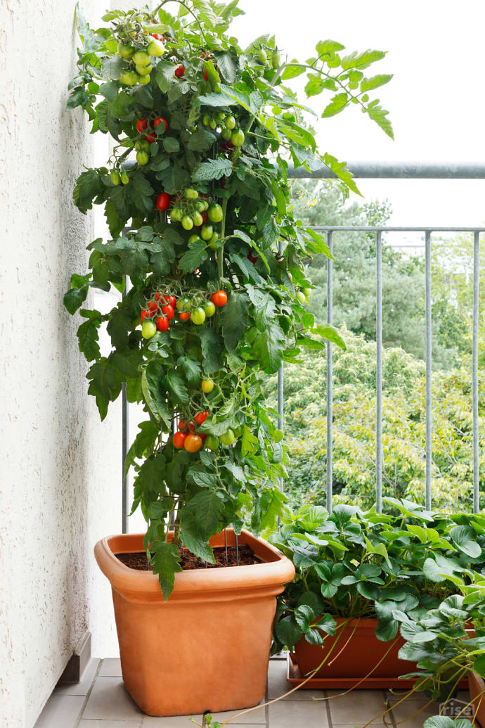 tomato plant on balcony