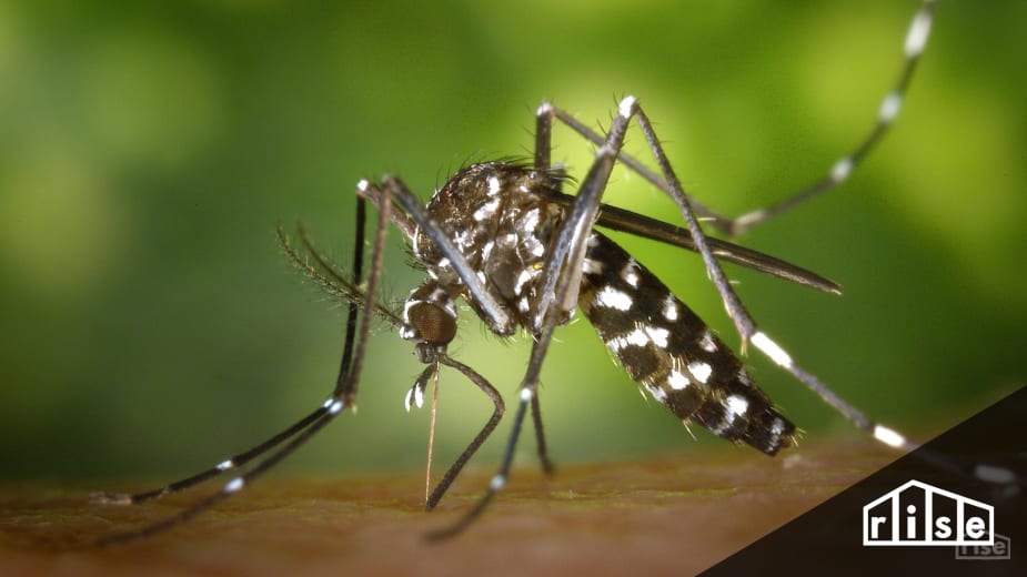 Natural and Chemical-Free Mosquito Control
