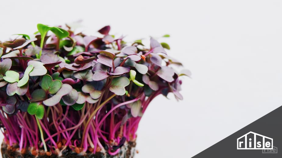 Radish Microgreens Sprouting_Food Indoors Header