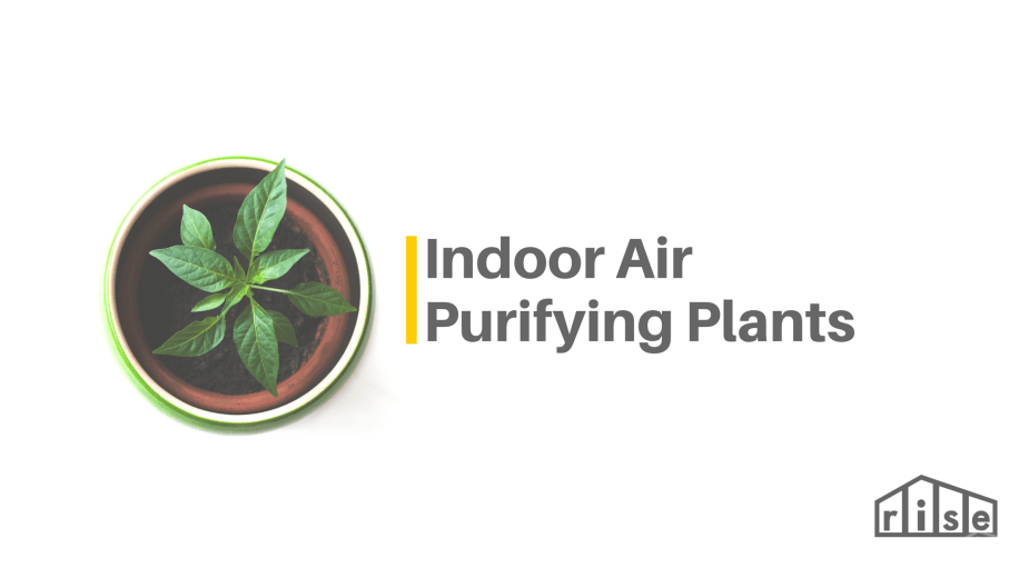 air purifying plants for indoors