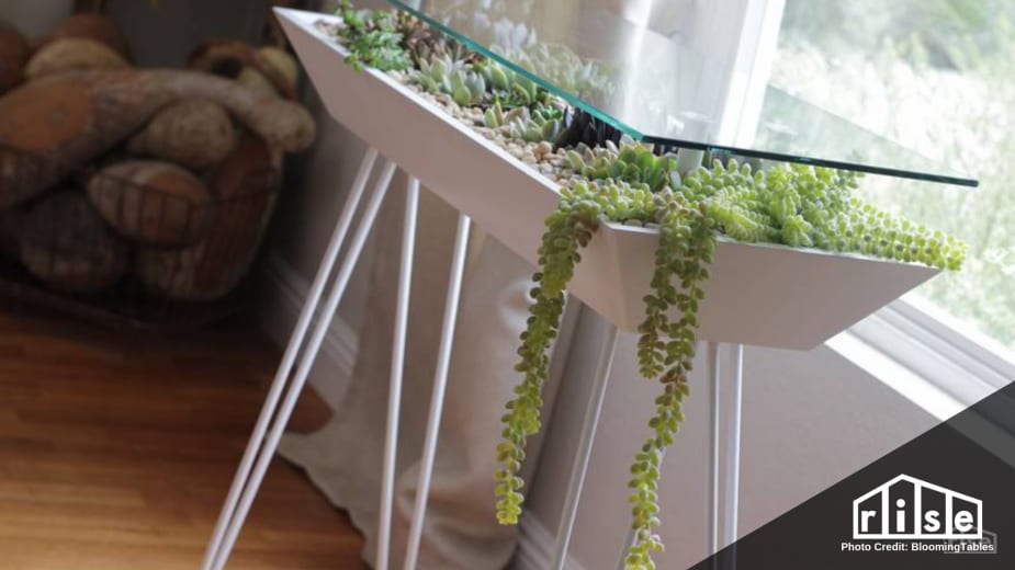 BloomingTables Show Off Your Succulents