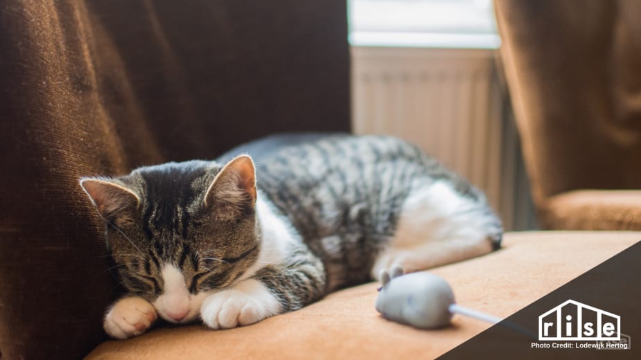cat sleeping with mouse toy