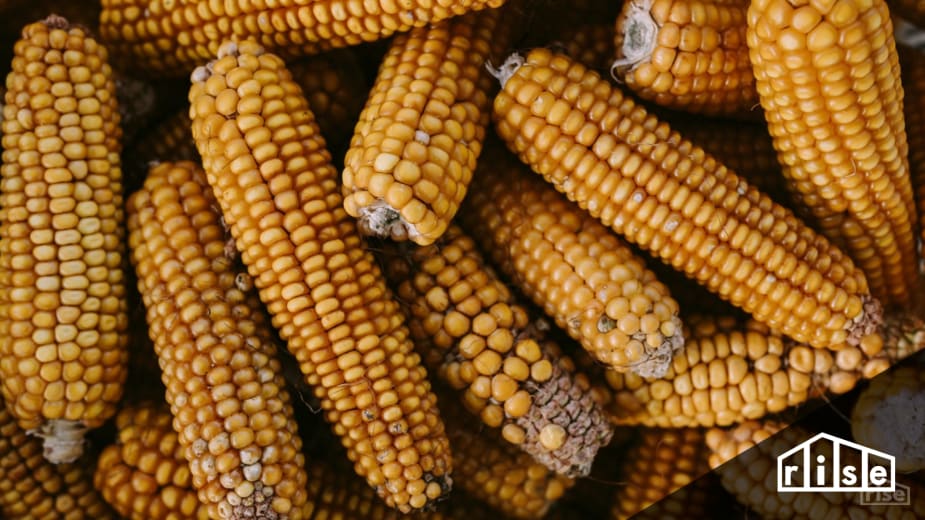 Corn heater top