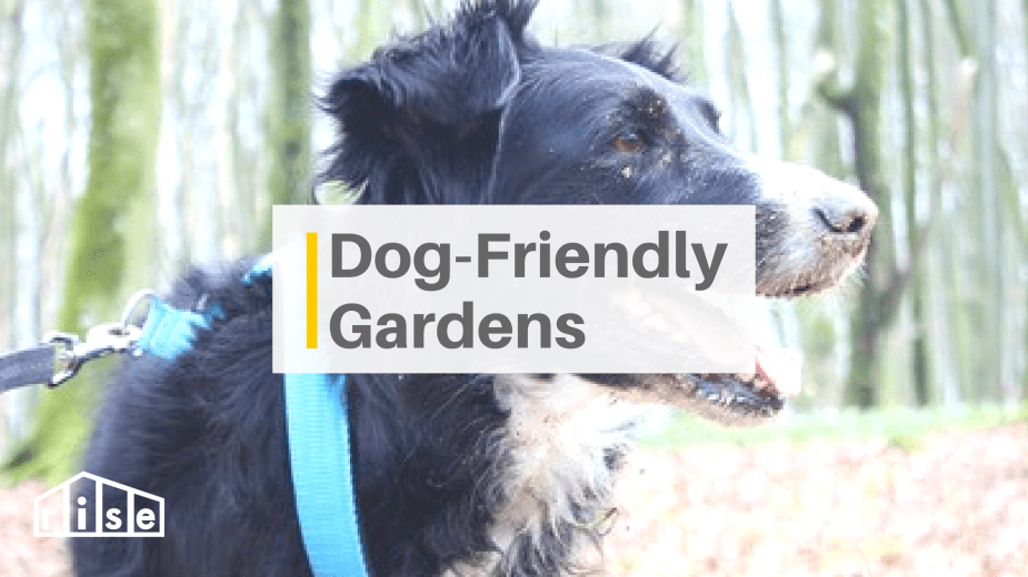 5 Tips to Designing a Sustainable Dog-friendly Garden