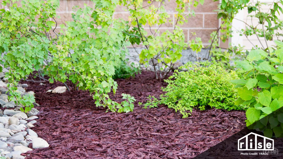 Recycled Rubber Mulch vs. Wood Mulch Pros and Cons