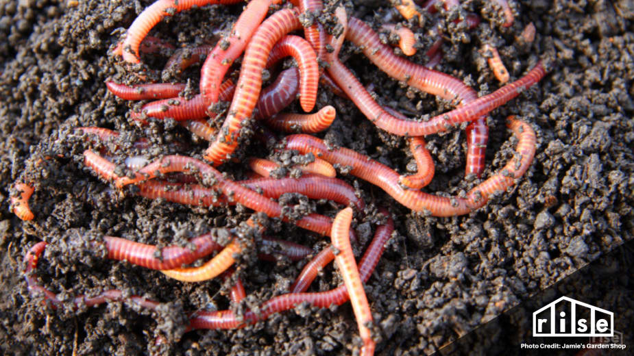 how to vermicompost