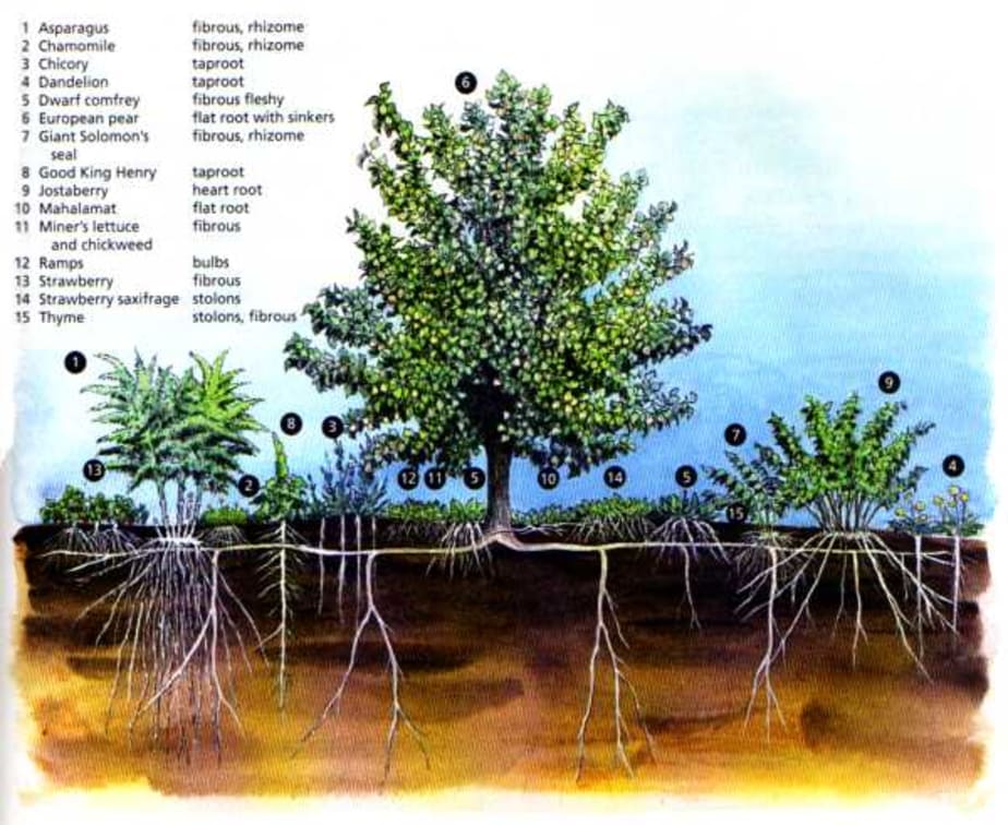 Fruit Tree Guilds For Your Backyard S Resilience
