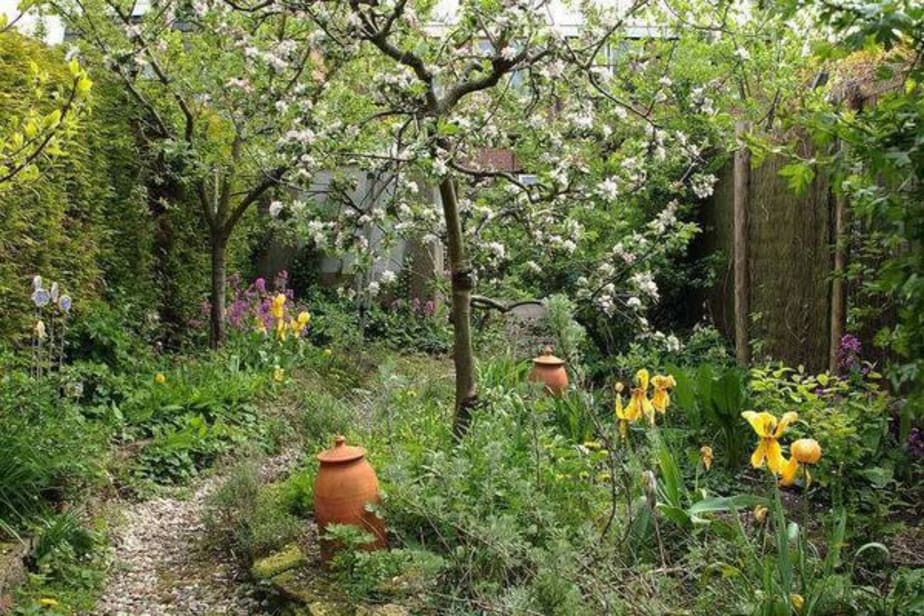 Fruit Tree Guilds For Your Backyard S Resilience