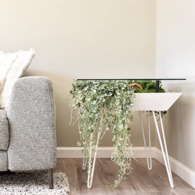 Comfy couch with pillows surrounded by houseplants Stock Photo - Alamy