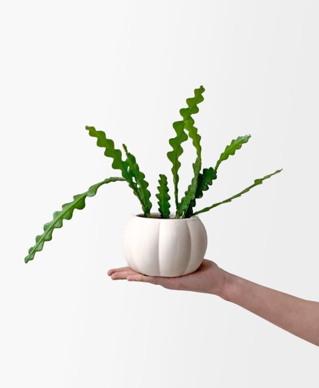 Fishbone Cactus