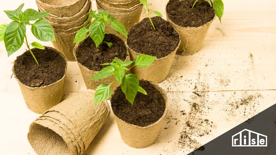 Double Pot your Houseplants - Laidback Gardener