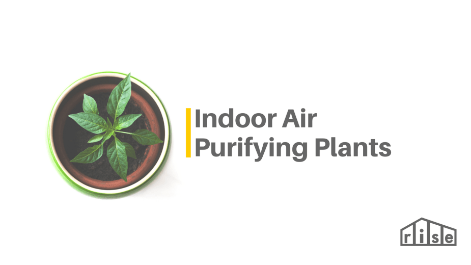21 Best Air-Purifying Indoor Plants (NASA-Tested for Cleaner Air) 2025 ...