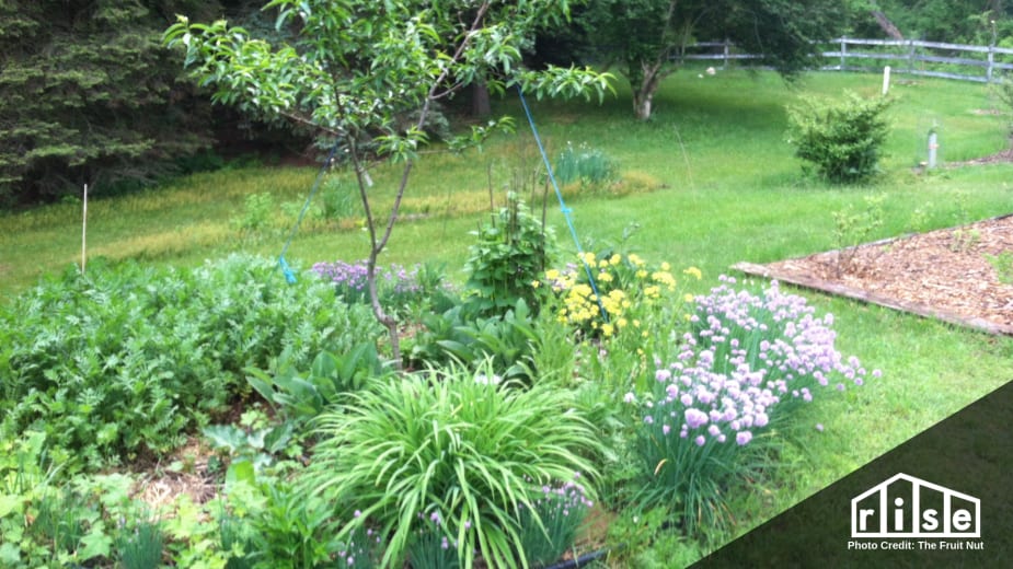 Fruit Tree Guilds for Your Backyard's Resilience