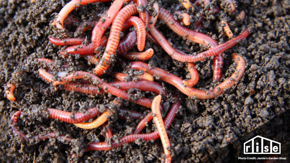 Vermicompost top