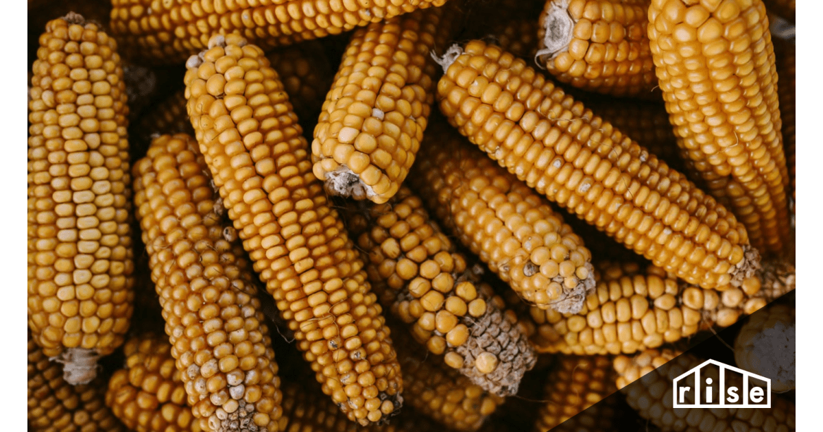Corn heater deals