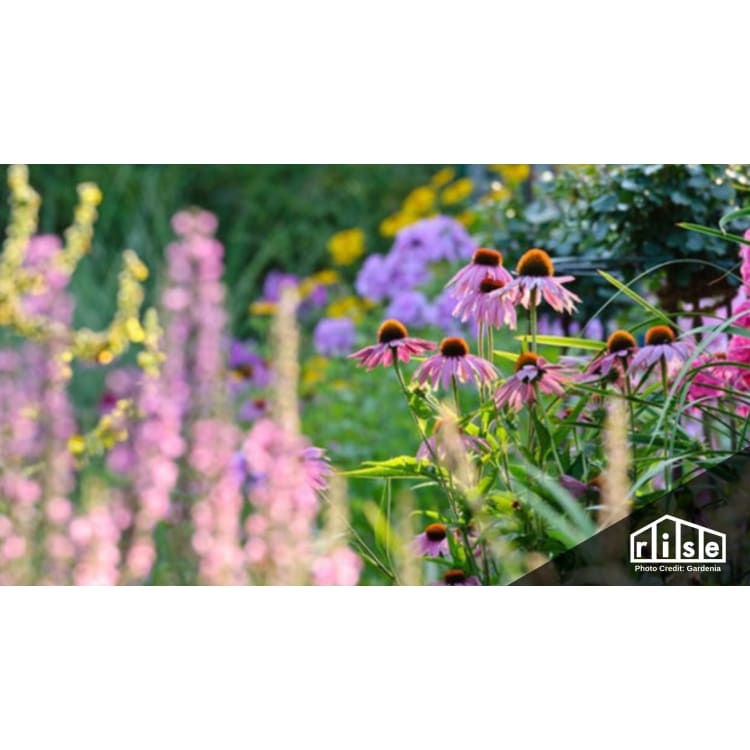 A Homeowner S Journey To Bringing A Prairie Garden Home